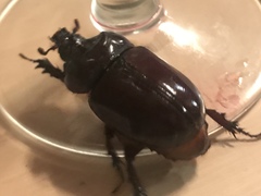 Strategus aloeus