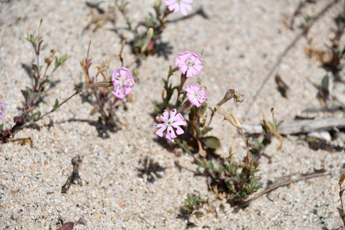 Silene canescens