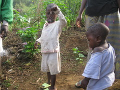 Rousettus aegyptiacus