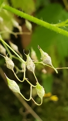 Heuchera micrantha diversifolia
