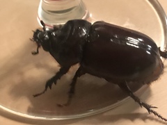 Strategus aloeus
