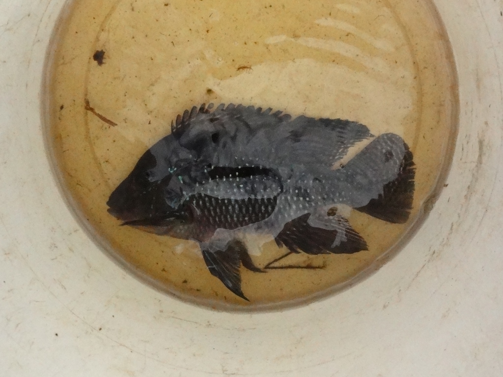 Iporanga Cichlid