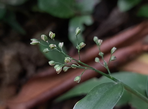 Isachne repens iNat (3)