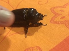 Strategus aloeus