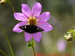 Apyrrothrix araxes