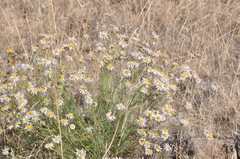 Erigeron filifolius