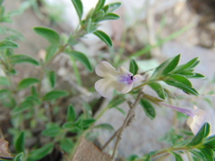 Salvia axillaris