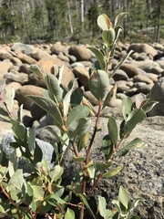 Salix delnortensis