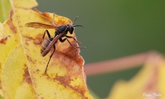 Polistes cinerascens