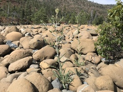 Mentzelia laevicaulis