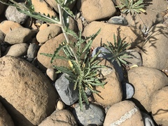 Mentzelia laevicaulis