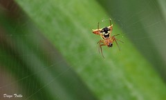 Micrathena furcata