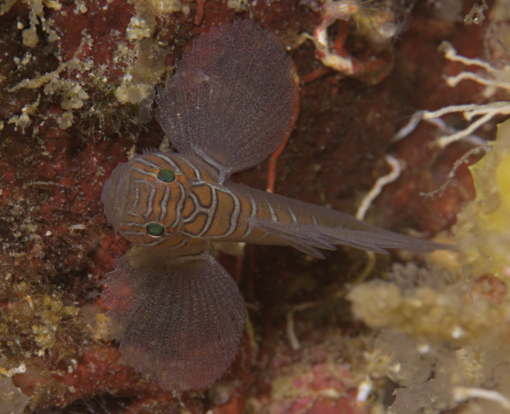 Convict reef-goby (Priolepis compita) — Gobiidae
