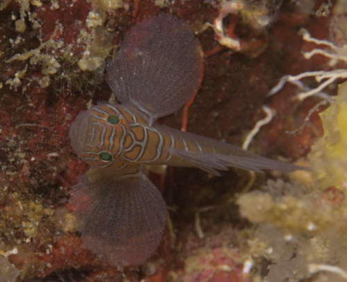 Convict reef-goby (Priolepis compita) — Gobiidae