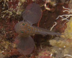 Crossroads Goby photo 2