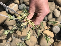 Mentzelia laevicaulis