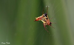 Micrathena furcata