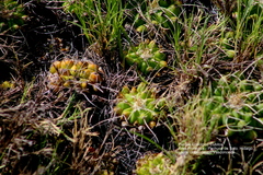 Mammillaria compressa compressa