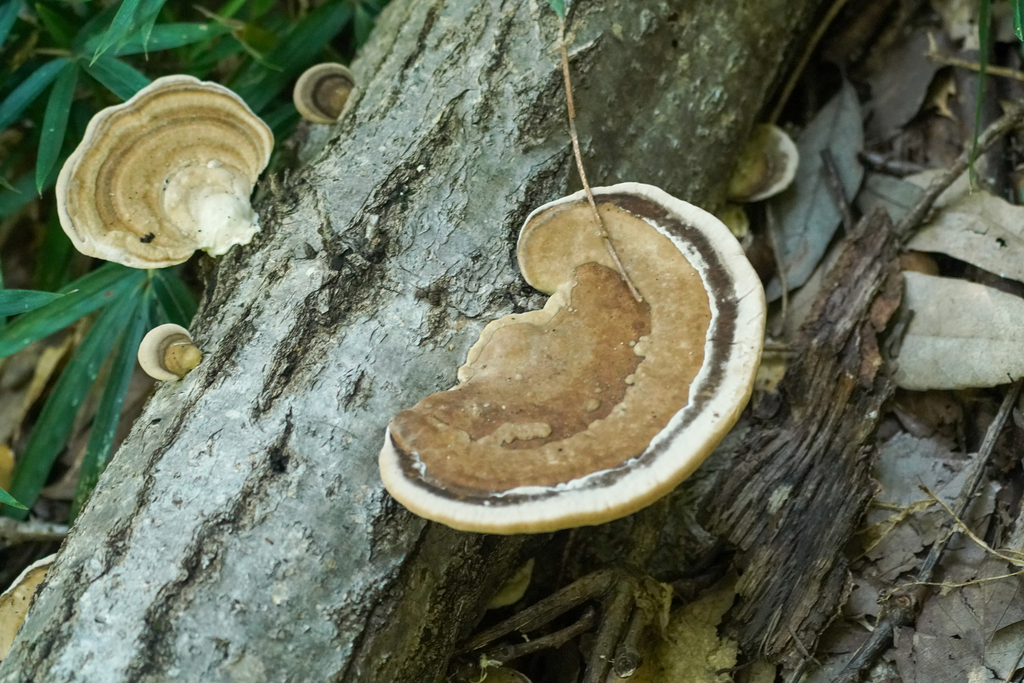 Trametes orientalis · October 2024 · photo: © tbc_watanabe (iNaturalist, cc-by)