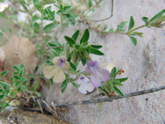 Salvia axillaris