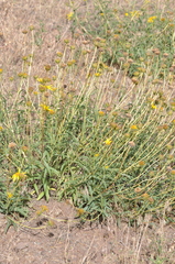 Helianthus cusickii