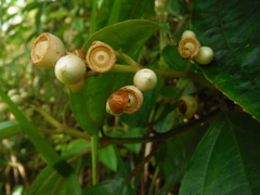 Miconia subhirsuta