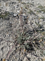 Artemisia potentilloides