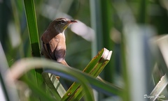 Limnoctites sulphuriferus