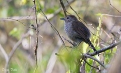 Thamnophilus ruficapillus