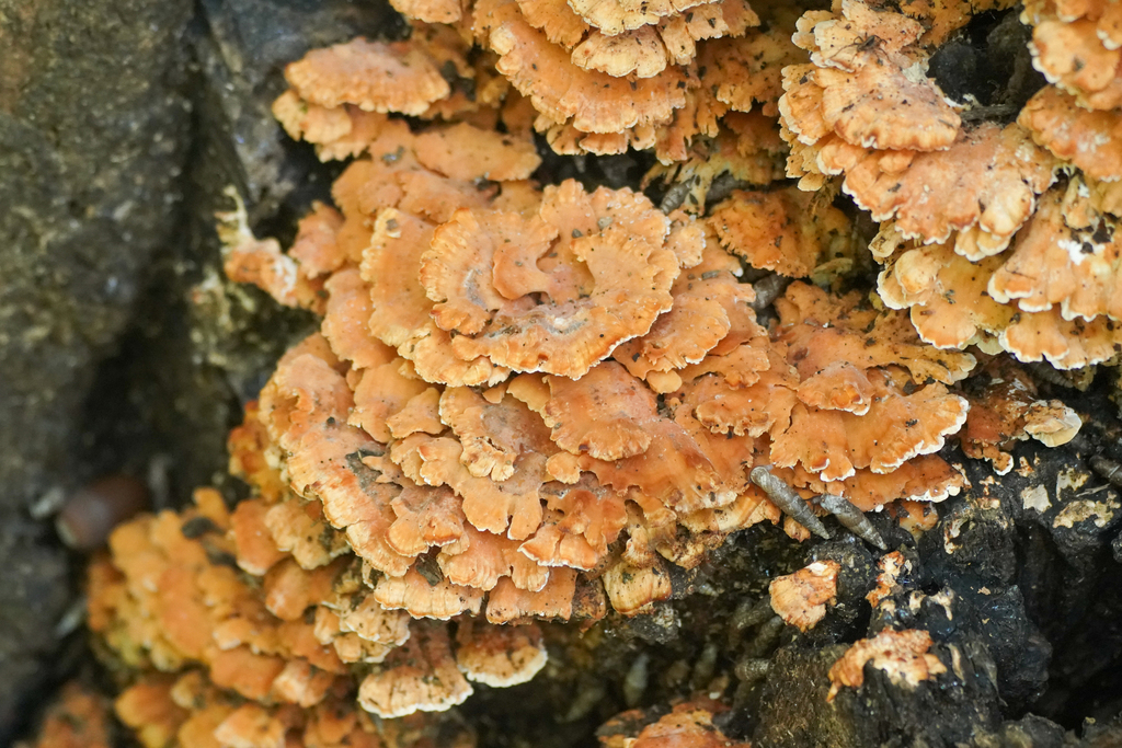 Irpex consors · October 2024 · photo: © tbc_watanabe (iNaturalist, cc-by)