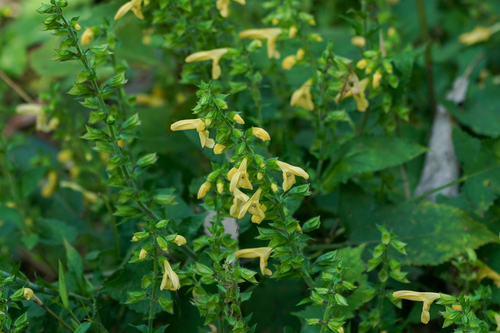 Image of Salvia nipponica by (c) WATANABE Hitoshi 渡辺仁, some rights reserved (CC BY)