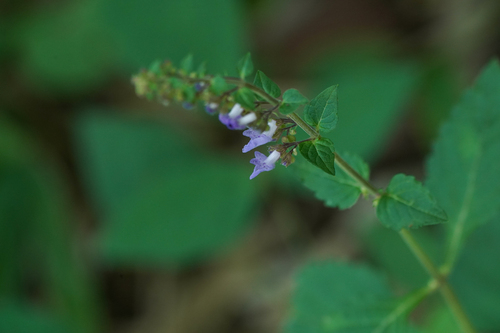 Image of Isodon inflexus by (c) WATANABE Hitoshi 渡辺仁, some rights reserved (CC BY)