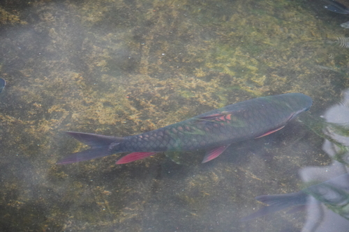 Denticulate barb (Spinibarbus denticulatus) — Cyprinidae — 5