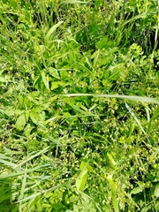 Potentilla chrysantha