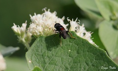 Palpada rufoscutellata