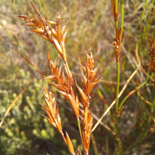 Restio andreaeanus (Restio andreaeanus)