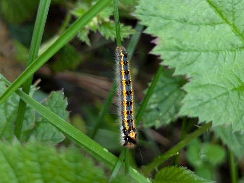 Euthrix potatoria