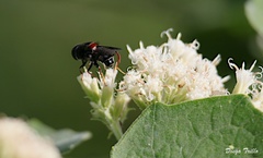 Palpada rufoscutellata