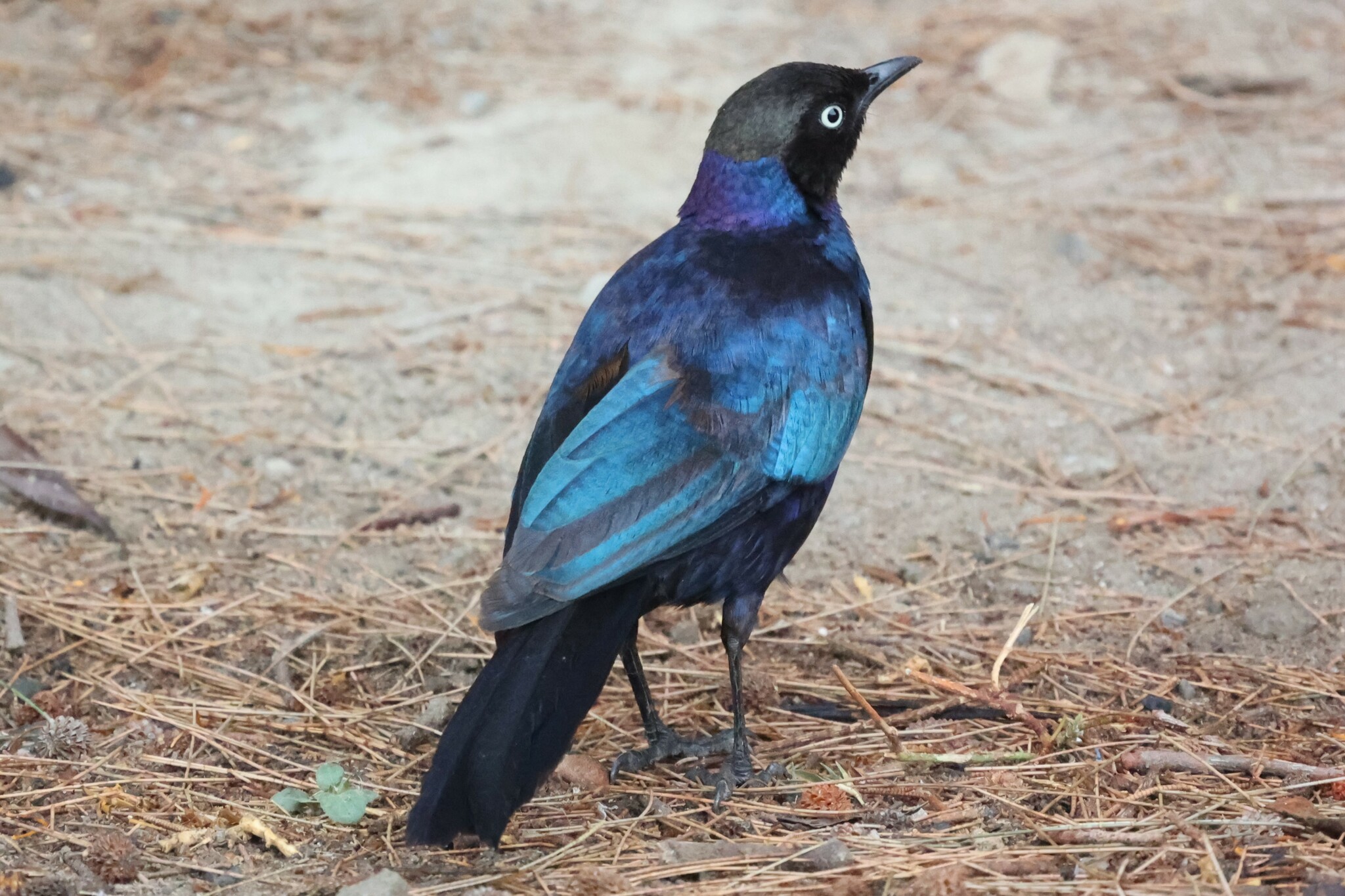 Rüppell's Starling illustration