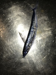 Cypselurus
