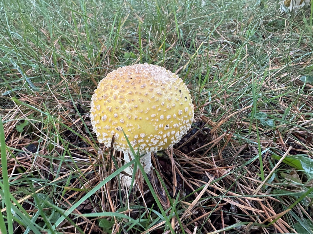 Amanita muscaria<br>31 October, 2024