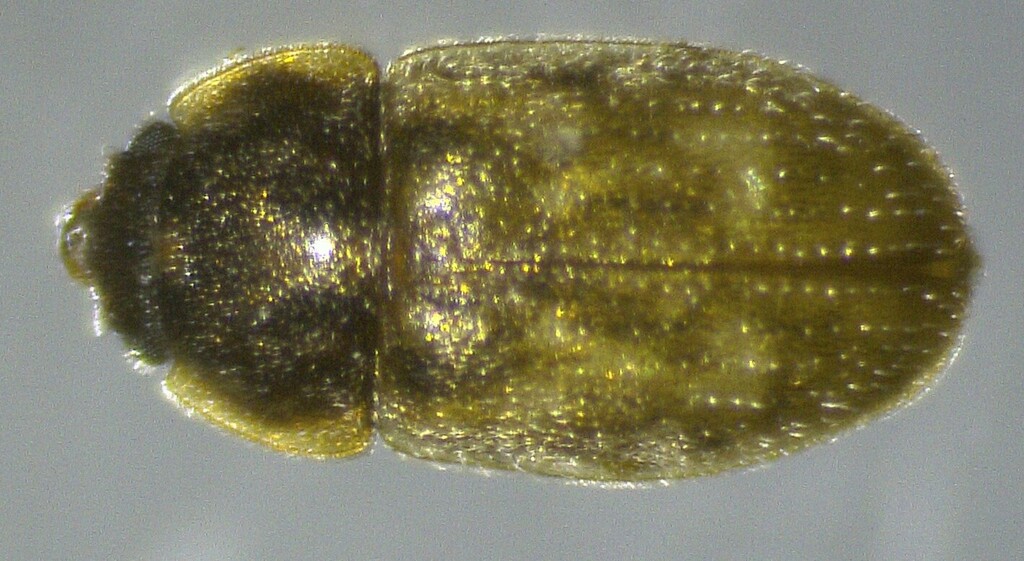 Afrocyrona