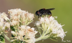 Palpada rufoscutellata