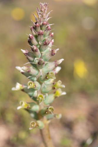 Lachenalia granitica