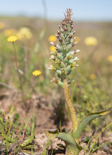 Lachenalia granitica