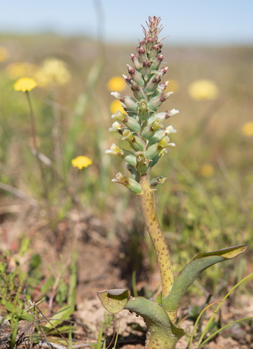 Lachenalia granitica