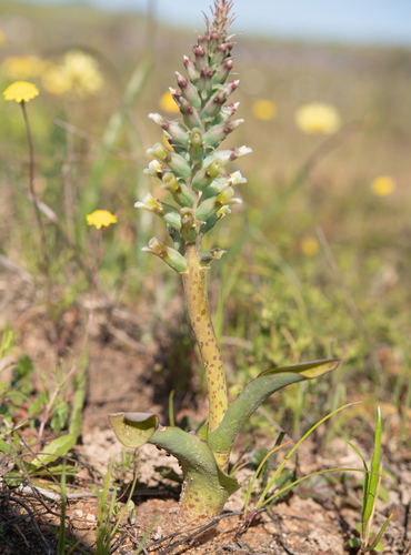 Lachenalia granitica