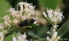 Hedriodiscus pulcher