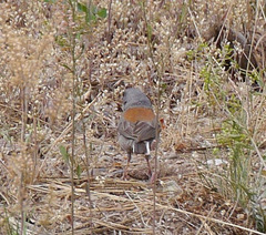 Junco hyemalis caniceps