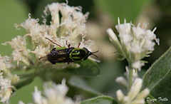 Hedriodiscus pulcher